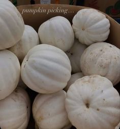 white gourds are piled up in a cardboard box