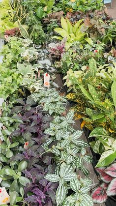 many different types of plants in pots