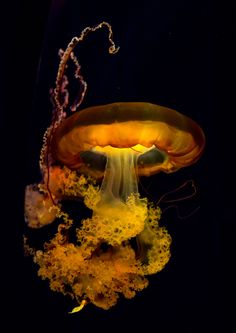 an orange and yellow jellyfish floating in the water