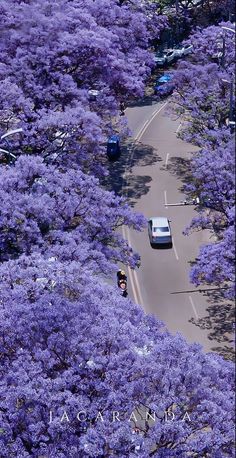 cars are driving down the road surrounded by purple trees