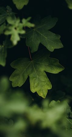 a green leaf hanging from a tree branch in the night time, with other leaves around it