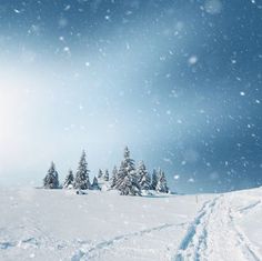 a snowy landscape with trees and tracks in the snow