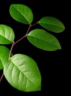 a branch with green leaves against a black background