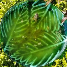 a green glass plate sitting in the middle of some leaves and water on top of plants