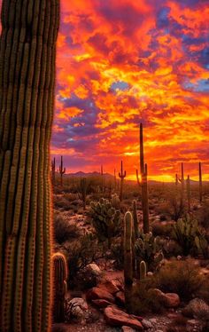 the sun is setting over a desert with cacti and saguados in the foreground