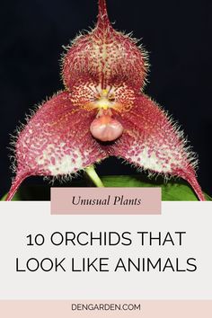 an orchid plant with the words 10 orchids that look like animals in pink and white