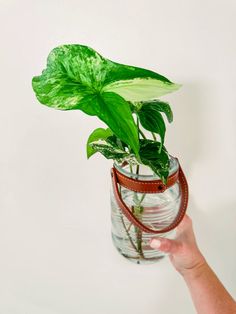 Variegated Syngonium or Arrowhead plant. Stunning foliage! Easy to grow. Provide bright, indirect light and plant in well drained soil. Fertilize once a month during the growing season Variegated Syngonium, Arrowhead Plant, Once A Month, A Month