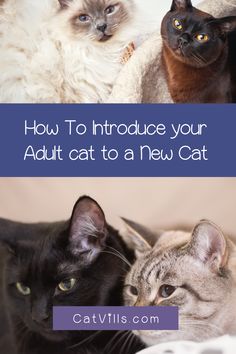 three cats sitting next to each other with the caption how to introduce your adult cat to a new cat