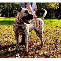 a man is petting a large dog in the park with leaves on the ground