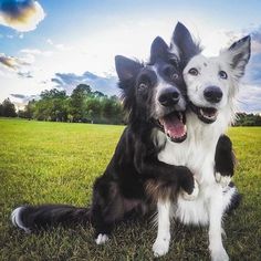 two black and white dogs are sitting in the grass