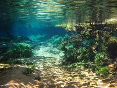 an underwater view of some plants and sand