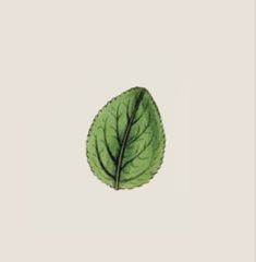 a green leaf on a white background is shown in this image, it appears to be an illustration