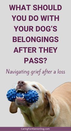 a dog chewing on a blue ball with the caption saying, what should you do with your dog's belongings after they pass?