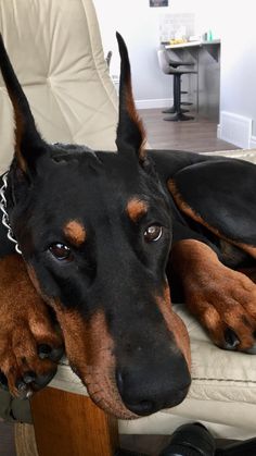 a black and brown dog laying on top of a chair