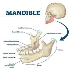 The mandible is the largest and strongest bone in the face. It forms the lower part of the jaw and part of the mouth. The mandible is the only moveable bone of the skull and is attached to muscles involved in chewing and other mouth movements. It also holds the bottom teeth in place. Also called lower jaw bone. #mandible Bones Structure Anatomy, Mandible Anatomy, Mandible Bone, Skull Structure, Bone Diagram, Neck Muscle Anatomy, Dental Nursing, Structure Of Bone, Mouth Anatomy