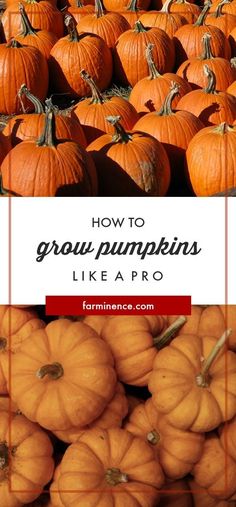 pumpkins with the words how to grow pumpkins like a pro on top and bottom