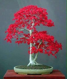 a small bonsai tree sitting on top of a green table next to a gray wall