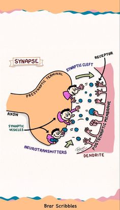 Nerve Impulse, Human Nervous System, Medical School Life, Nurse Study Notes