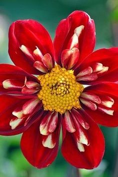 a red and white flower with yellow stamens on it's middle petals