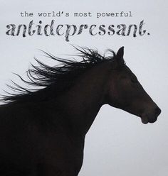 Horse Memes, Horse Facts, Riding Quotes, Equine Therapy