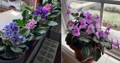 two pictures of purple flowers in pots on a window sill and one with green leaves