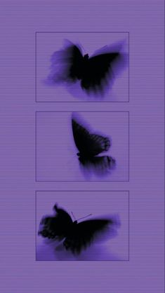 three different pictures of a butterfly on a purple background with black and white images in the bottom right corner