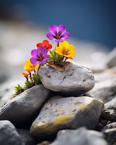 flowers growing out of rocks on the ground