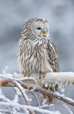 an owl sitting on top of a tree branch covered in snow