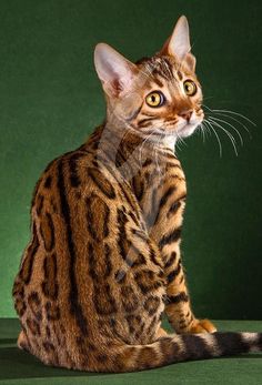 a brown and black cat sitting on top of a green floor