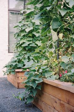 several wooden planters filled with plants next to a building