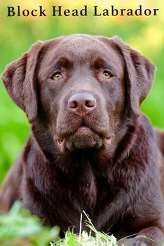 a close up of a brown dog with green grass in the backgroung