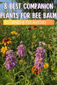 the best companion plants for bee balm and 4 to avoid