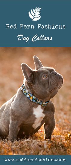 a brown and white dog sitting on top of a grass covered field with the words red fern fashions dog collars