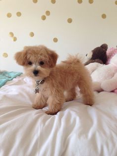 a small brown dog standing on top of a bed next to stuffed animals and teddy bears