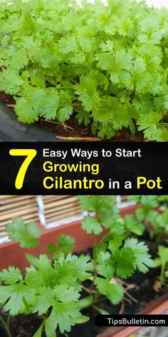 growing cilantro in a pot with text overlay