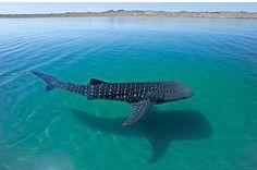 a whale is swimming in the clear blue water