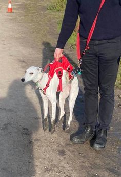 a man walking two goats down a dirt road with harnesses on their backs and one being held by the other