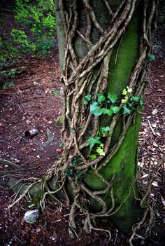 a tree with vines growing on it's trunk