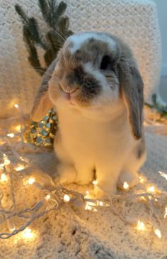 Christmas, Christmas pet, christmas card photo, christmas bunny, #bunny, #cutebaby #cuteanimals #baby #rabbit #bunnies #hollandlop #rabbitsofinstagram #pets #petsofinstagram bunnies, baby bunny, cute baby animals, sweet, bunny care, how to care for bunnies, rabbit care, cute baby animals Christmas Pet Photos, Bunny Care, Christmas Bunny, Baby Rabbit, Rabbit Care, Bunny Bunny, Pet Christmas, Christmas Pet, House Rabbit