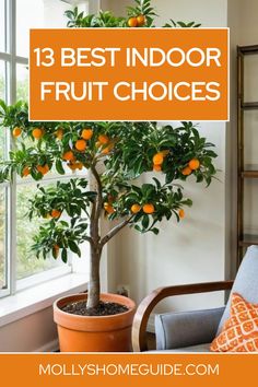 an orange tree in a pot with the words 13 best indoor fruit choices on it