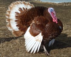 a large turkey standing on top of dry grass