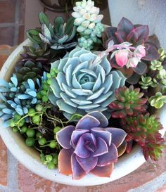 a potted plant with succulents in it on a brick patio area