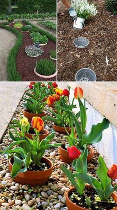 several different types of flowers in pots on the ground and plants growing out of them