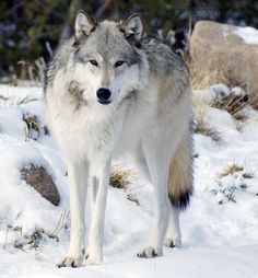 a wolf standing in the snow with his eyes closed and looking at the camera,