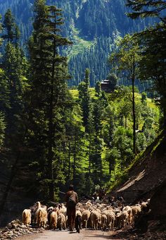 a herd of sheep walking down a dirt road next to tall pine trees and mountains