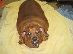 a brown dog laying on top of a bed covered in a yellow blanket with its mouth open