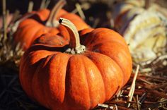 three pumpkins sitting on the ground with hay and straw in front of them royalty images