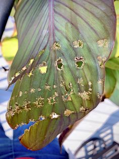 the underside of a large green leaf with brown spots on it's surface and other leaves around it