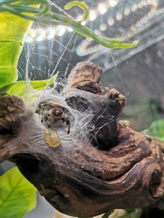 a close up of a spider web on a tree branch