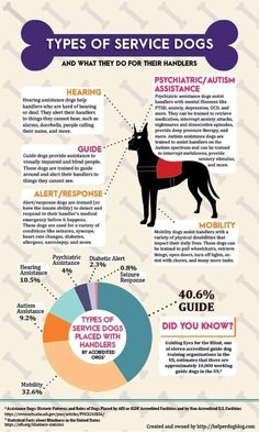 the top ten types of service dogs infographic for dog owners and their handlers